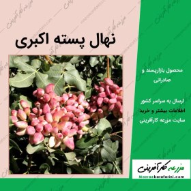 تصویر نهال پسته اکبری 