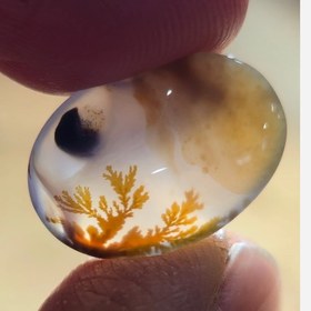 تصویر شجر قائن واضح زیبا. 