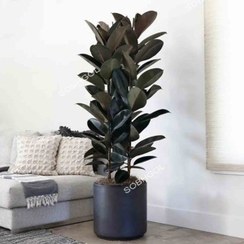 تصویر فیکوس سوپر بلک ۳ شاخه 