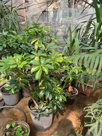 تصویر شفلرا ابلق 