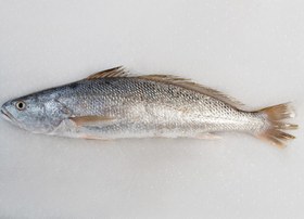 تصویر ماهی شوریده 