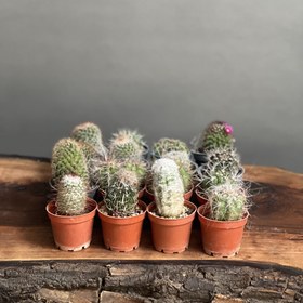 تصویر ١٦ عدد کاکتوس بذری 