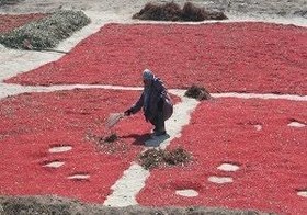 تصویر زرشک دانه اناری ۱۰ کیلویی 