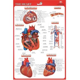 تصویر پوستر آموزشی قلب انسان 