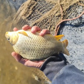 تصویر بچه ماهی کپور 