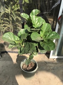 تصویر فیکوس لیراتا برگ مینیاتوری تنه بافت Ficus