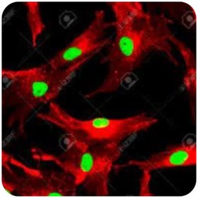 تصویر سلول بالغ شناور Mature Primary Floating PBMC Cells 