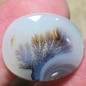 تصویر شجر قائن 