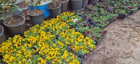 تصویر گل بنفشه گلدانی 