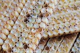 تصویر ژل رویال 10 گرمی Royal jelly