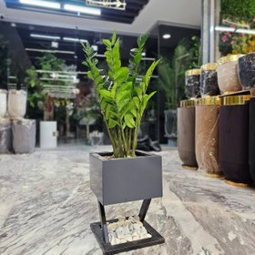 تصویر درختچه زاموفیلیا مصنوعی 