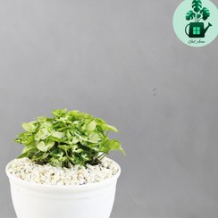 تصویر سینگونیوم مینیاتوری 