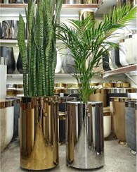 تصویر خرید گیاه سانسوریا با کیفیت بالا و قیمت مناسب 