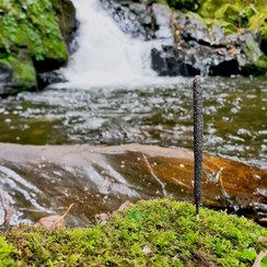 تصویر Senjed Blossom Incense 