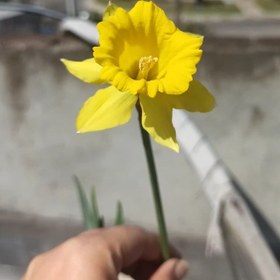 تصویر پیاز گل نرگس ژونکی یک عددی 