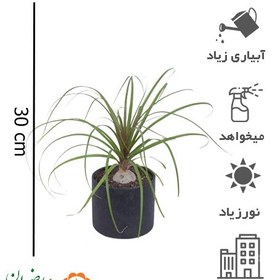 تصویر گیاه لیندا به همراه گلدان استوانه ای 