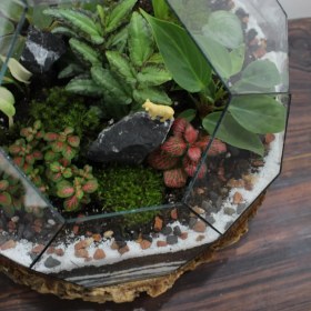 تصویر تراریوم طرح توپی ساخت و ارسال این کار 10 روز زمان میبره