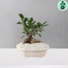 تصویر بونسای نرک جینسینگ 