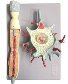 تصویر مولاژ سلول عصبی 