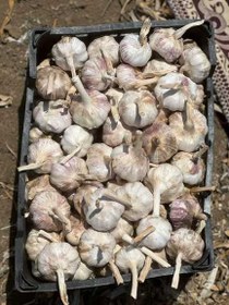 تصویر بذر سیر 30 کیلویی 