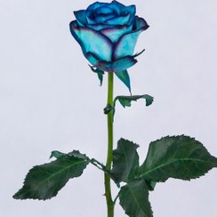تصویر شاخه گل رز هلندی آبی 