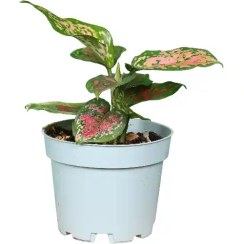 تصویر آگلونما استارداست 