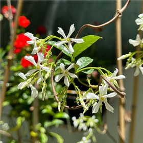 تصویر گیاه یاس جاسمین 