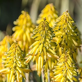 تصویر دمنوش شکوفه آلوورا نیوشا (۱۲عددی) Aloe Vera Blossom