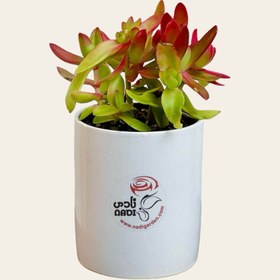 تصویر کراسولا قرمز 