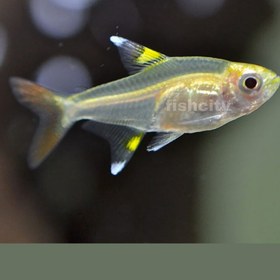 تصویر پرستیلا گلد 