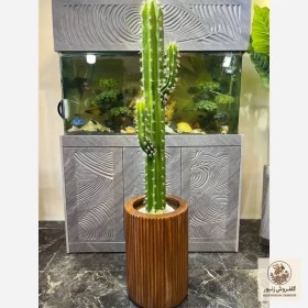 تصویر کاکتوس مصنوعی | کد: ZNB-WJV 