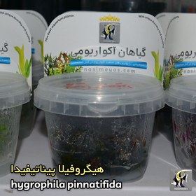 تصویر گیاه هیگروفیلا پیناتیفیدا آکواریوم پلنت کد 655 hygrophila pinnatifida aquarium plant