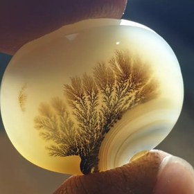 تصویر شجر قائن زیبا خاص 