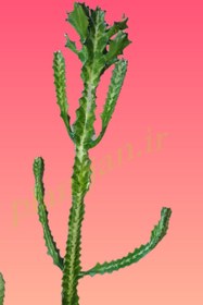 تصویر افوربیا لاکتی 