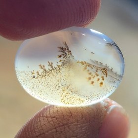 تصویر شجر قائنات. 