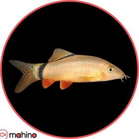 تصویر ماهی لوچ اسکانک 