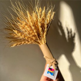 تصویر خوشه گل گندم خشک گل گندم خشک اکسسوری عکاسی