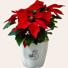 تصویر گل بنت قنسول 