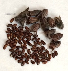 تصویر بذر رزماری Rosmarinus officinalis 