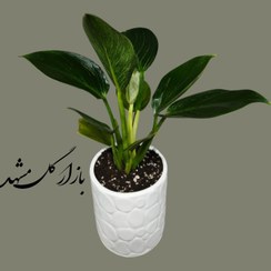 تصویر فیلودندرون برکین 