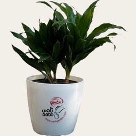 تصویر کامپکت 