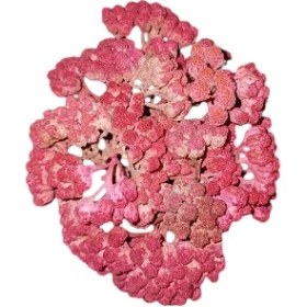 تصویر گل خشک چتری صورتی G27 