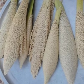 تصویر گرده نخل اصل و خالص(طارونه) وزن 50گرم 