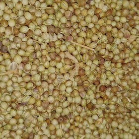 تصویر تخم گشنیز 100 گرمی ضد نفخ و بهبود دیابت (عطاری فاطر ) 