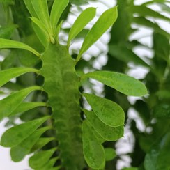 تصویر افوربیا سبز 