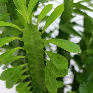 تصویر فروشگاه گلکده‌ محیا