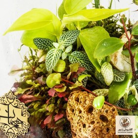 تصویر تراریوم هیمان مدل 5 ضلعی کد HV010 | کد: ZNB-563 