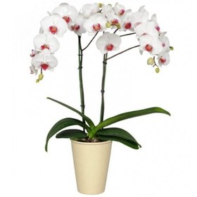 تصویر گلدان ارکیده 