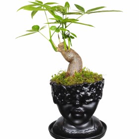 تصویر پاچیرا کد P133 