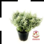 تصویر خرید گیاه بومادران طبیعی و دارویی | مناسب دمنوش و درمان‌ های گیاهی با مجوز پزشک 